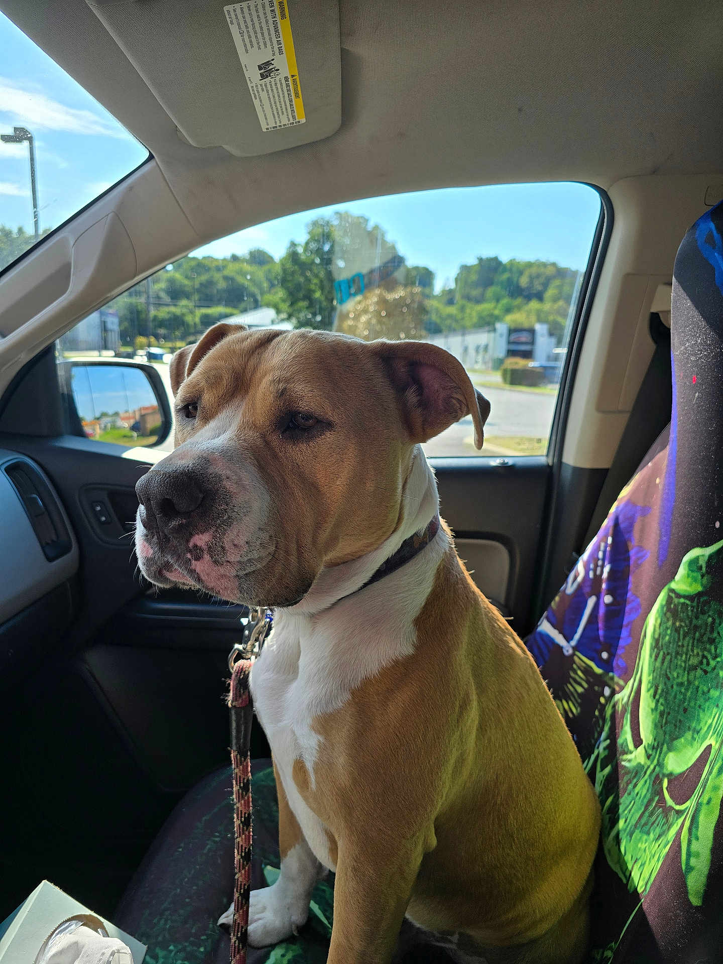 Blue joined the competition — help win amazing prizes! dog, car_interior, seat, sunlight, window, leash, collar, animal, pet, portrait, daylight, vehicle, colorful_seat_cover, green_alien, roadside, trees, reflection, side_mirror, calm, sitting