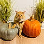 Oliver joined the competition — help win amazing prizes! cat, pumpkin, orange_cat, green_pumpkin, autumn, fall_decor, decorative_grass, indoor, floor, wood_floor, pet, animal, feline, sitting, collar, fluffy, cute, home_decor, seasonal, harvest