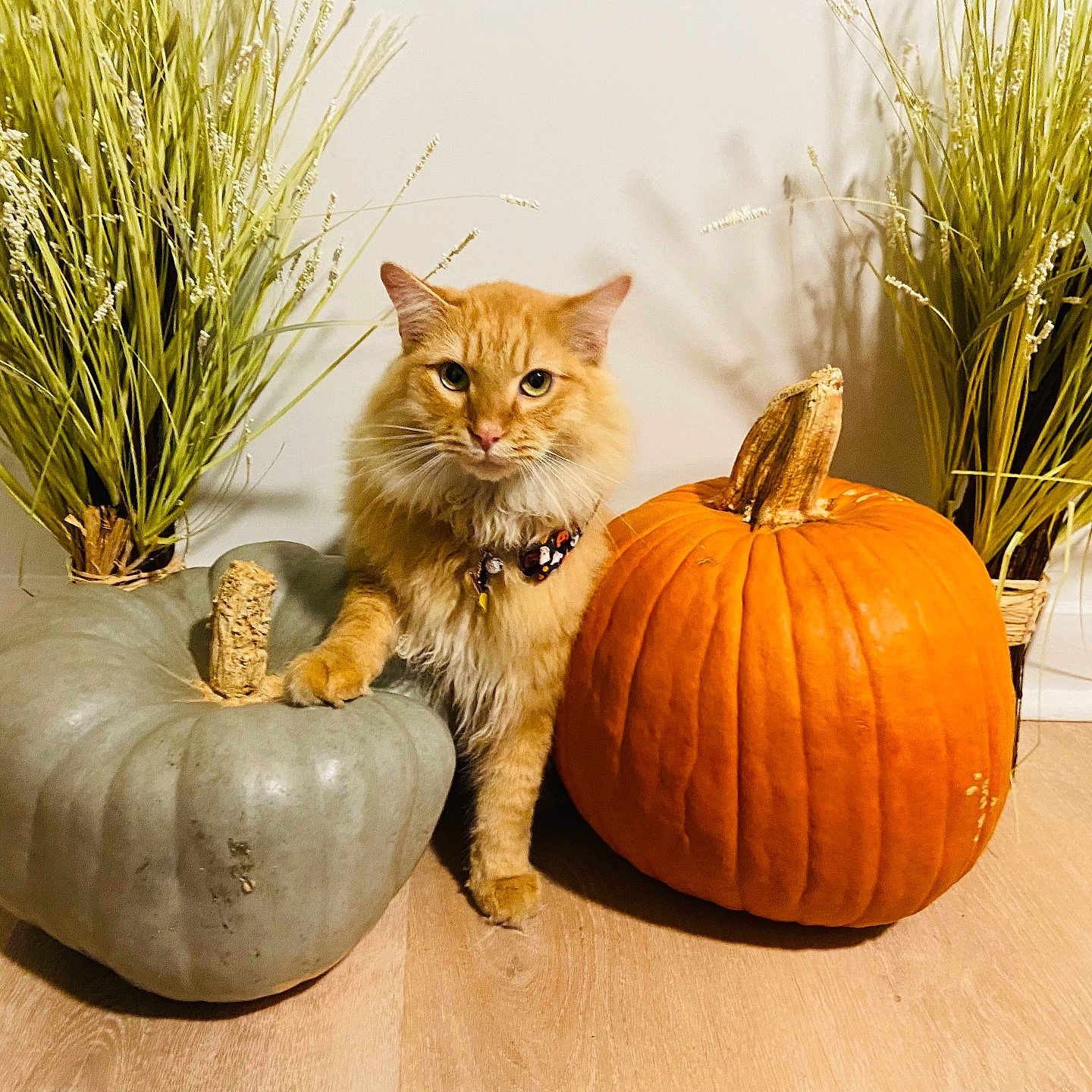 Oliver joined the competition — help win amazing prizes! animal, autumn, cat, collar, cute, decorative_grass, fall_decor, feline, floor, fluffy, green_pumpkin, harvest, home_decor, indoor, orange_cat, pet, pumpkin, seasonal, sitting, wood_floor