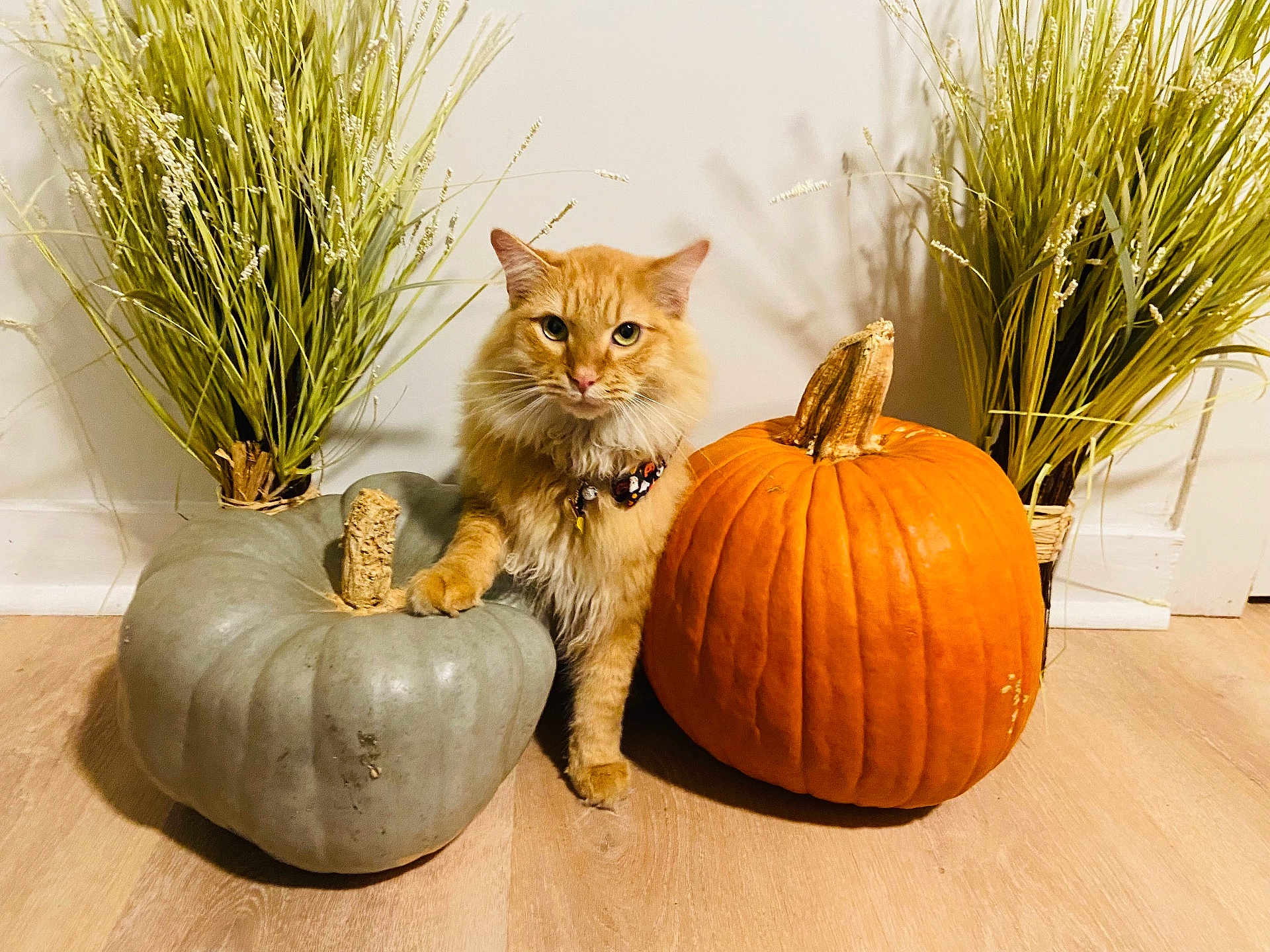 Oliver joined the competition — help win amazing prizes! cat, pumpkin, orange_cat, green_pumpkin, autumn, fall_decor, decorative_grass, indoor, floor, wood_floor, pet, animal, feline, sitting, collar, fluffy, cute, home_decor, seasonal, harvest