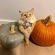 Oliver is registered to the contest to win money with this photo: cat, orange_cat, bow_tie, pumpkin, gray_pumpkin, orange_pumpkin, floor, indoor, pet, animal, feline, whiskers, ears, cute, holiday, autumn, decor, portrait, sitting, closeup