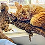 Oliver joined the competition — help win amazing prizes! cat, bearded_dragon, reptile, pet, sleeping, windowsill, orange_cat, scaly_skin, sunlight, cozy, resting, animal, furry, wildlife, closeup, nature, domestic_animal, friendship, indoor, relaxation