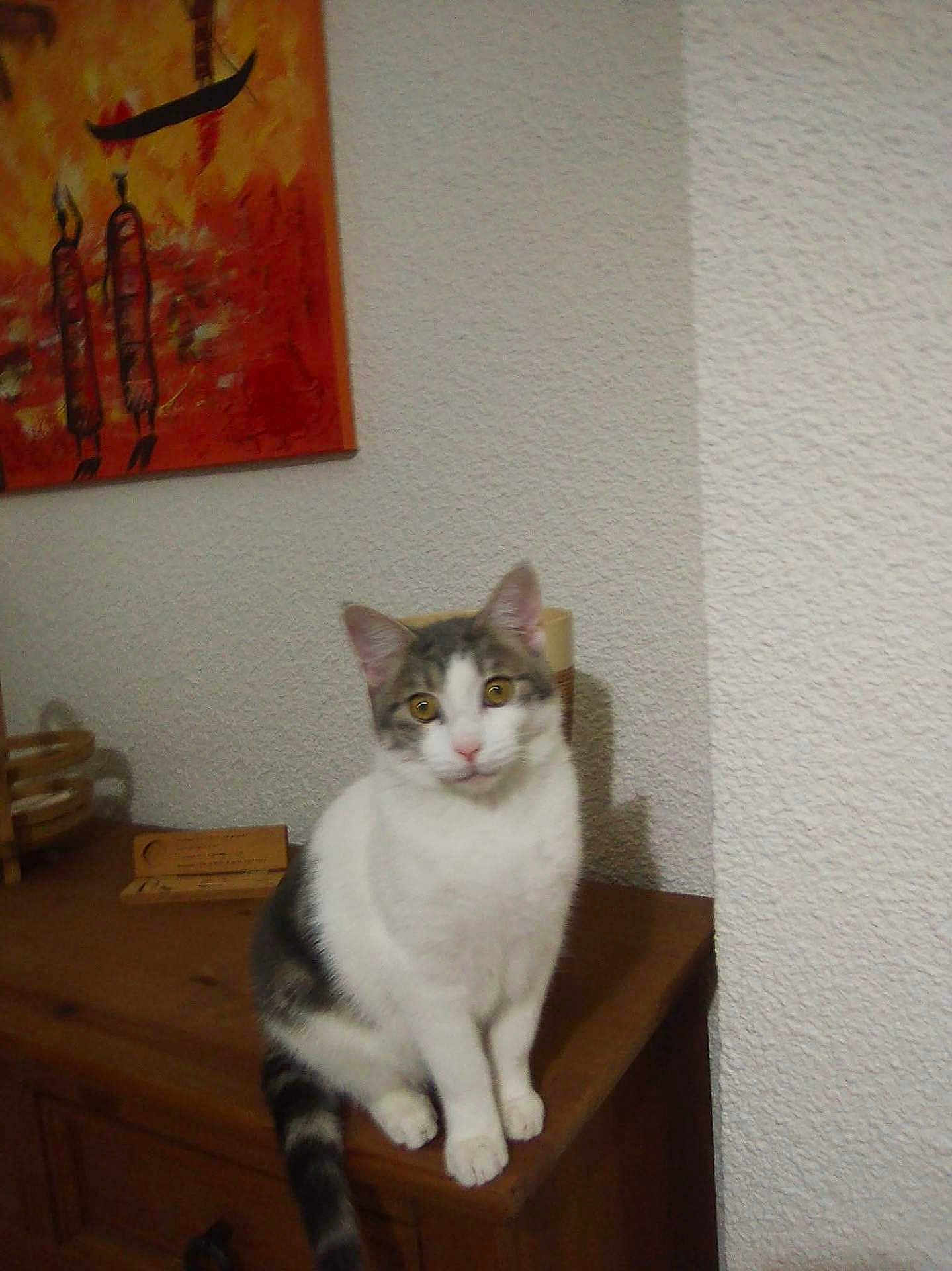 Pepito