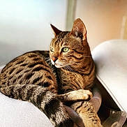 Iwoock participe au concours pour gagner de l'argent avec cette photo : cat, tabby, animal, pet, feline, green_eyes, fur, whiskers, paws, tail, cushion, indoor, relaxed, resting, closeup, soft_light, brown, striped, sleepy, cozy