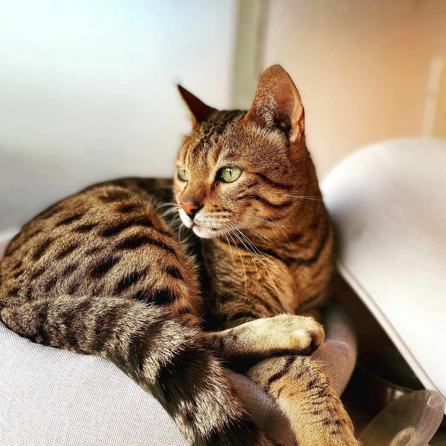 Iwoock participe au concours pour gagner de l'argent avec cette photo : animal, brown, cat, closeup, cozy, cushion, feline, fur, green_eyes, indoor, paws, pet, relaxed, resting, sleepy, soft_light, striped, tabby, tail, whiskers