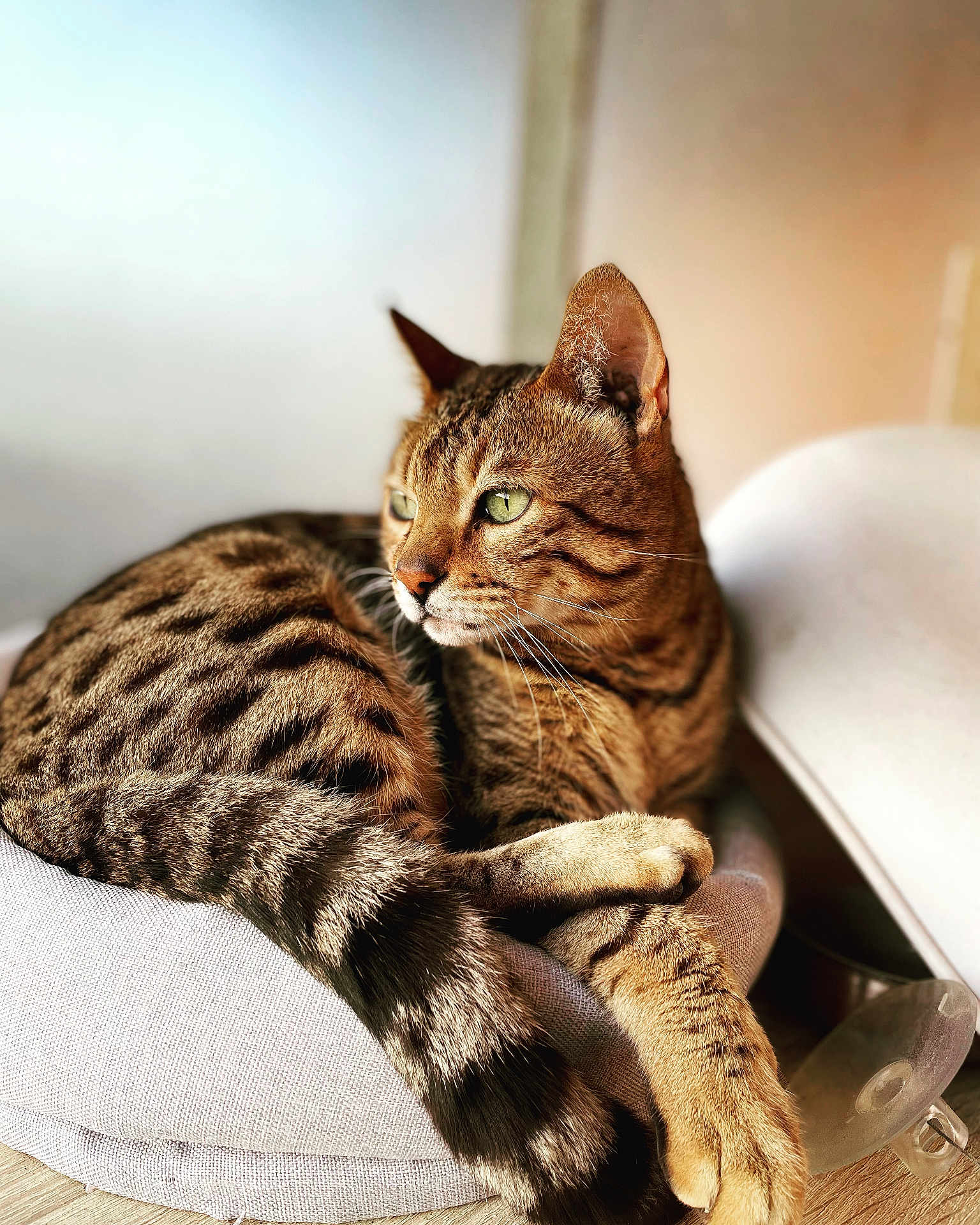 Iwoock participe au concours pour gagner de l'argent avec cette photo : cat, tabby, animal, pet, feline, green_eyes, fur, whiskers, paws, tail, cushion, indoor, relaxed, resting, closeup, soft_light, brown, striped, sleepy, cozy