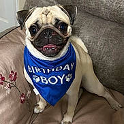 Vincent joined the competition — help win amazing prizes! animal, bandana, birthday, blue, canine, celebration, couch, cute, dog, eyes, face, fur, happy, indoor, paw, pet, pug, sitting, smiling, tongue
