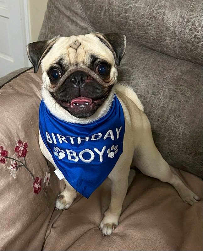 Vincent joined the competition — help win amazing prizes! animal, bandana, birthday, blue, canine, celebration, couch, cute, dog, eyes, face, fur, happy, indoor, paw, pet, pug, sitting, smiling, tongue