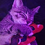 Aries joined the competition — help win amazing prizes! cat, kitten, sleeping, plush_toy, hugging, tabby, purple_light, cozy, cute, pet, animal, soft_fur, resting, indoor, close_up, adorable, peaceful, toy_tag, nap, content
