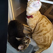 Aries is registered to the contest to win money with this photo: cat, orange_tabby, tabby_cat, pets, window, indoor, curious, collar, bow_tie, bell, night, reflection, fur, whiskers, ears, eyes, floor, blanket, domestic_animal, companions