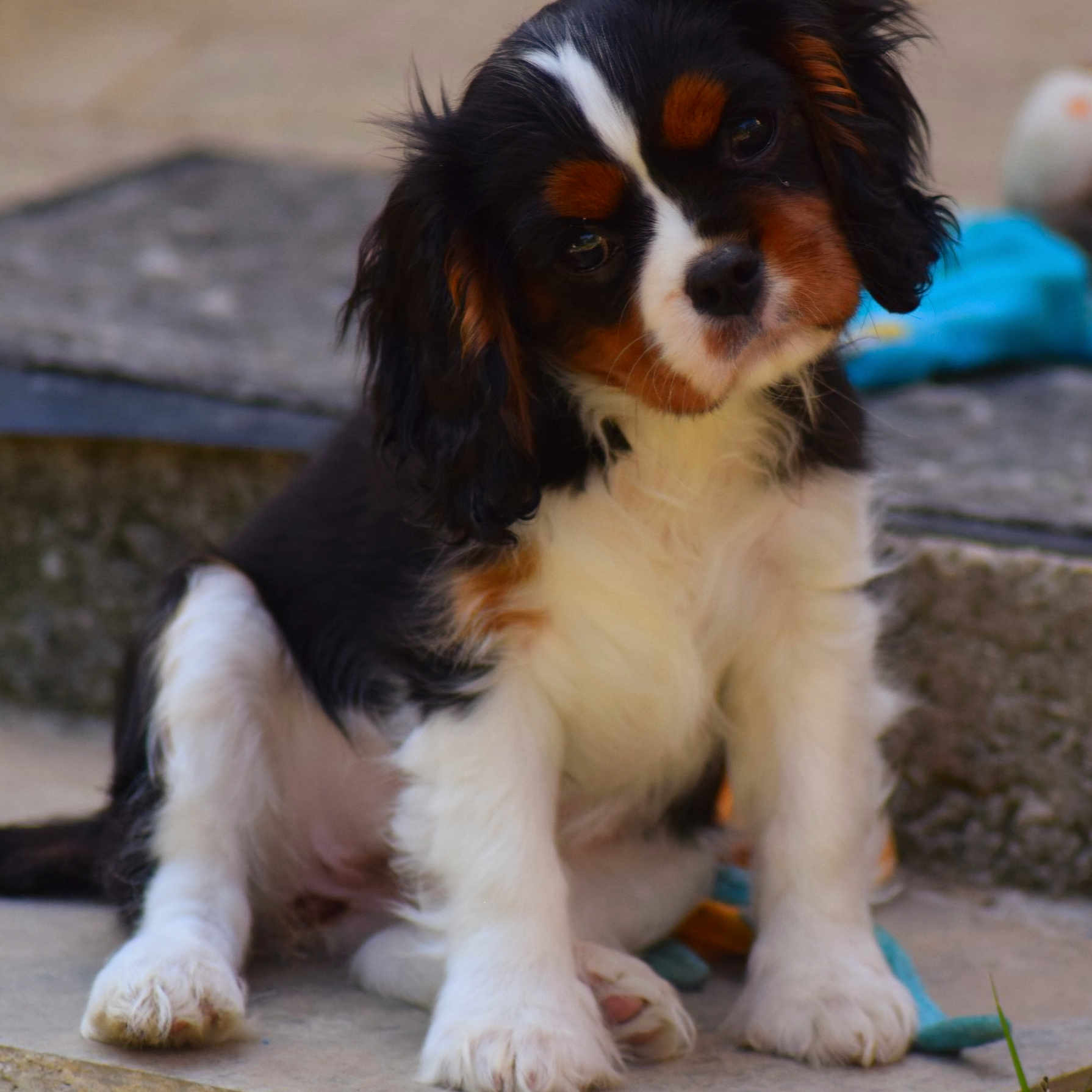 Venus participe au concours pour gagner de l'argent avec cette photo : animal, cavalier_king_charles_spaniel, closeup, curious, cute, dog, ears, fur, head_tilt, outdoor, paw, pet, portrait, puppy, sitting, stone, toy, tricolor, whiskers, young