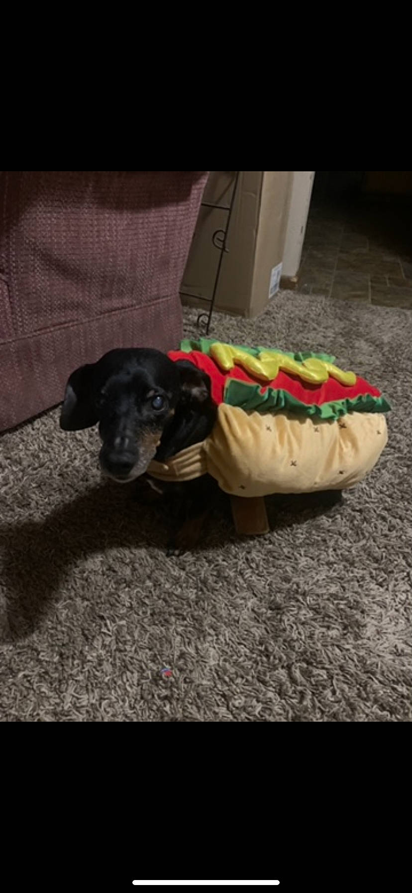 Bones is registered to the contest to win money with this photo: bag, baggage, canidae, carnivore, collar, comfort, companion_dog, dog, dog_breed, dog_clothes, dog_collar, dog_supply, flooring, fur, leash, luggage_and_bags, pet_supply, sporting_group, tail, working_animal