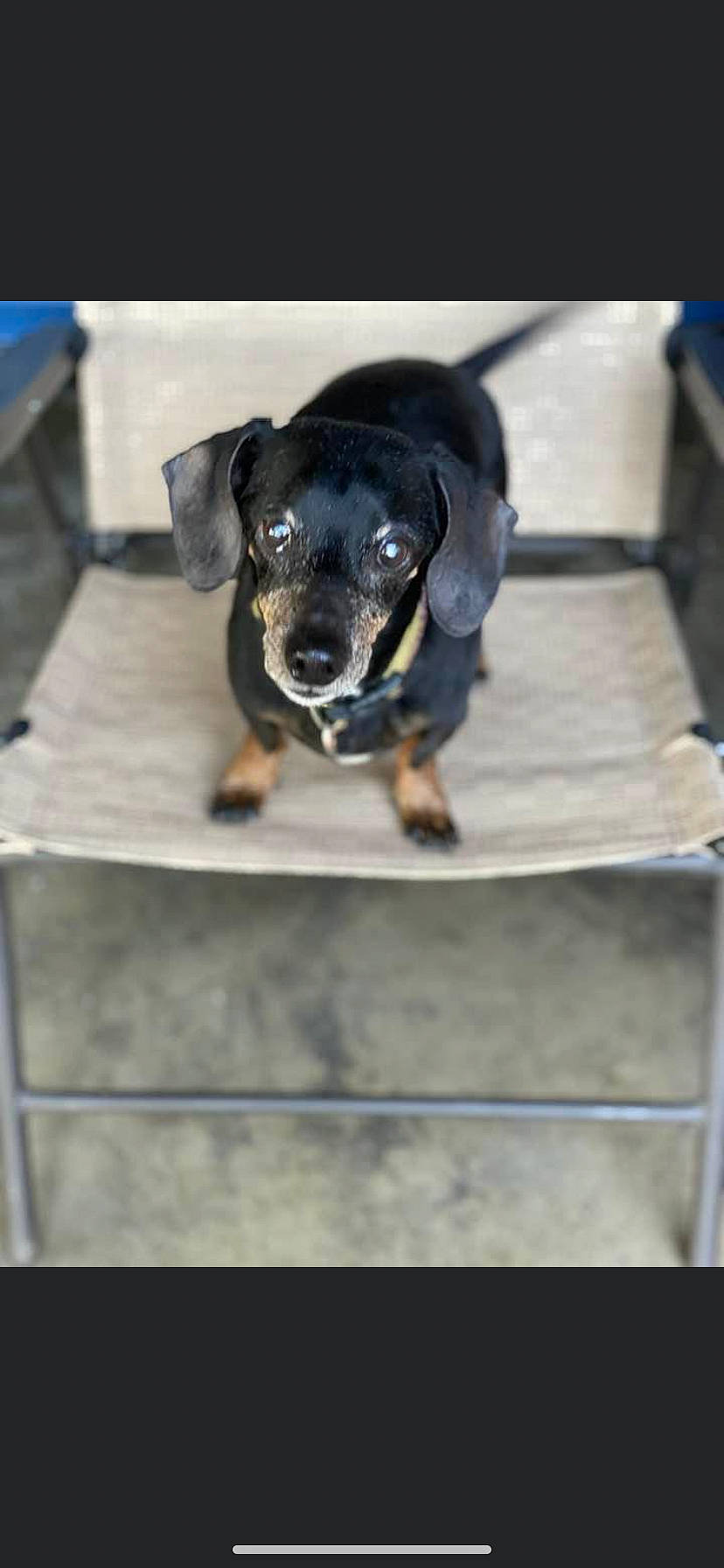 Bones joined the competition — help win amazing prizes! canidae, carnivore, companion_dog, dog, dog_breed, fence, guard_dog, hunting_dog, paw, pet_supply, puppy, snout, sporting_group, terrestrial_animal, toy_dog, whiskers, working_animal, working_dog