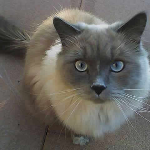 Newman