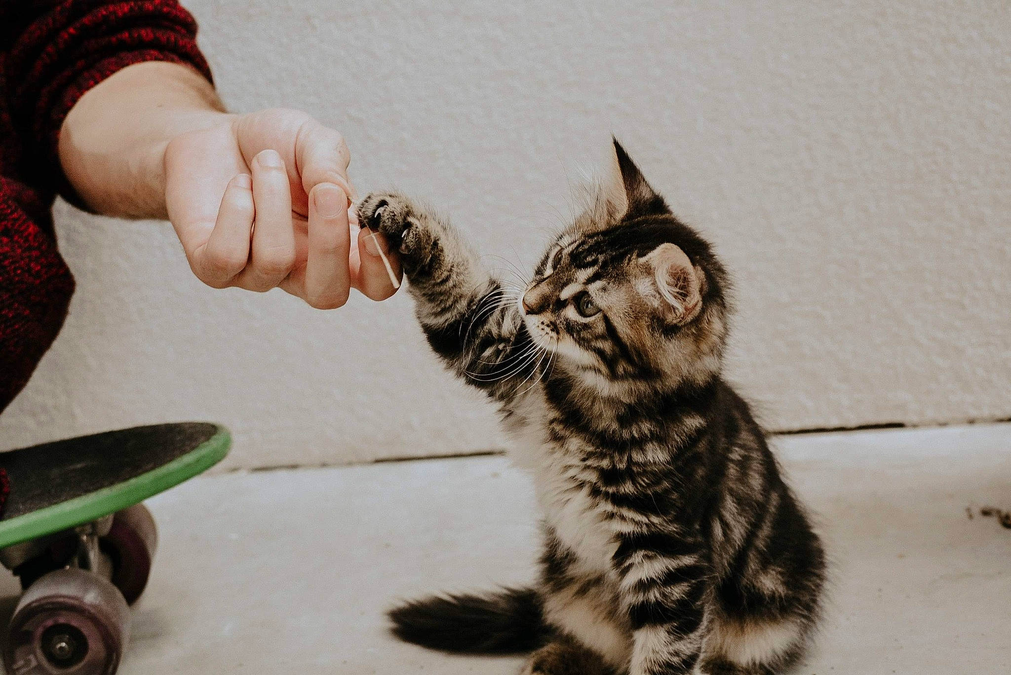 Georges participe au concours pour gagner de l'argent avec cette photo : carnivore, cat, domestic_short_haired_cat, felidae, finger, foot, fur, gesture, nail, paw, sand, shoe, small_to_medium_sized_cats, snout, tail, terrestrial_animal, thumb, vertebrate, whiskers, wood