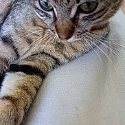 Hulk a rejoint le concours — aidez-le/la à gagner de superbes lots ! cat, tabby_cat, close_up, fur, whiskers, green_eyes, pet, animal, relaxed, indoor, light_colored, fabric, striped, mammal, cute, feline, portrait, domestic_animal, paw, resting