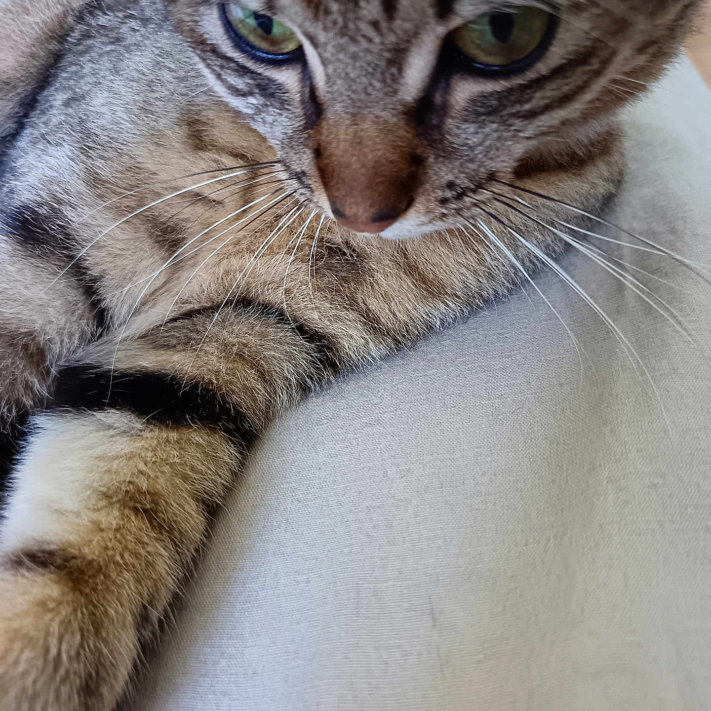 Hulk a rejoint le concours — aidez-le/la à gagner de superbes lots ! cat, tabby_cat, close_up, fur, whiskers, green_eyes, pet, animal, relaxed, indoor, light_colored, fabric, striped, mammal, cute, feline, portrait, domestic_animal, paw, resting