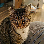 Pixie is registered to the contest to win money with this photo: cat, tabby, pet, indoor, collar, bell, fur, whiskers, ears, eyes, face, floor, table, box, room, home, curious, striped, feline, domestic