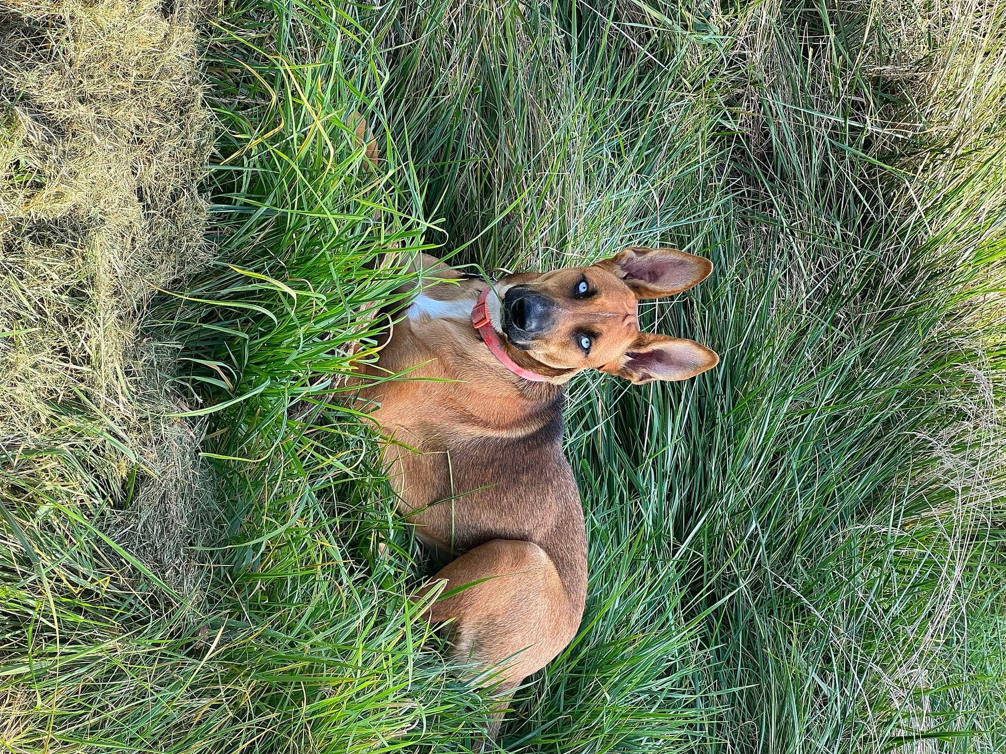 Lady joined the competition — help win amazing prizes! big_cats, canidae, carnivore, chipmunk, companion_dog, dog_breed, fawn, fur, grass, grassland, groundcover, liver, plant, rodent, sporting_group, squirrel, tail, terrestrial_animal, whiskers, working_animal