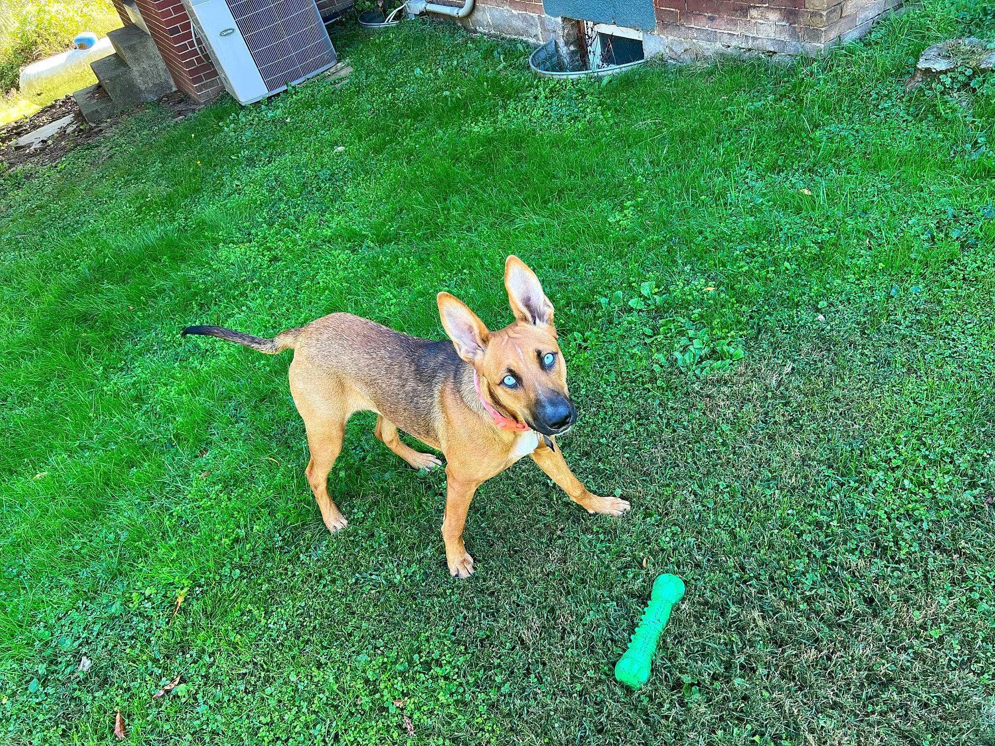 Lady joined the competition — help win amazing prizes! canidae, carnivore, companion_dog, dog, dog_breed, dog_supply, fawn, fun, grass, green, groundcover, lawn, plant, snout, sporting_group, tail, toy, toy_dog, working_animal, yard