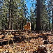 Kairos Maximus joined the competition — help win amazing prizes! dog, forest, pine_trees, pine_cones, sunlight, nature, outdoor, running, happy, animal, tree_trunk, grass, person, blue_sky, daylight, woods, adventure, playful, canine, scenery