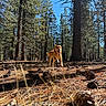 dog, forest, pine_trees, pine_cones, sunlight, nature, outdoor, running, happy, animal, tree_trunk, grass, person, blue_sky, daylight, woods, adventure, playful, canine, scenery