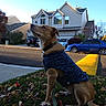 Kairos Maximus joined the competition — help win amazing prizes! dog, sweater, grass, leaves, autumn, suburban, house, car, street, sky, daytime, pet, animal, outdoor, sidewalk, curious, sitting, nature, residential, calm