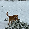 Kairos Maximus joined the competition — help win amazing prizes! dog, brown_dog, snow, snowy_bush, winter, outdoor, playful, animal, nature, forest, green_leaves, snow_covered, tongue_out, pet, canine, cold_weather, trees, background, daylight, happy