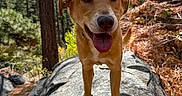 Kairos Maximus joined the competition — help win amazing prizes! dog, animal, outdoor, forest, rock, tree, nature, sunlight, sky, cloud, happy, pet, canine, tongue_out, summer, daylight, brown_dog, walking, adventure, landscape