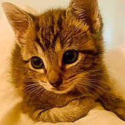 Mouse joined the competition — help win amazing prizes! kitten, cat, tabby, close_up, cute, pet, feline, animal, whiskers, ears, eyes, fur, bed, blanket, indoor, young, small, adorable, resting, soft