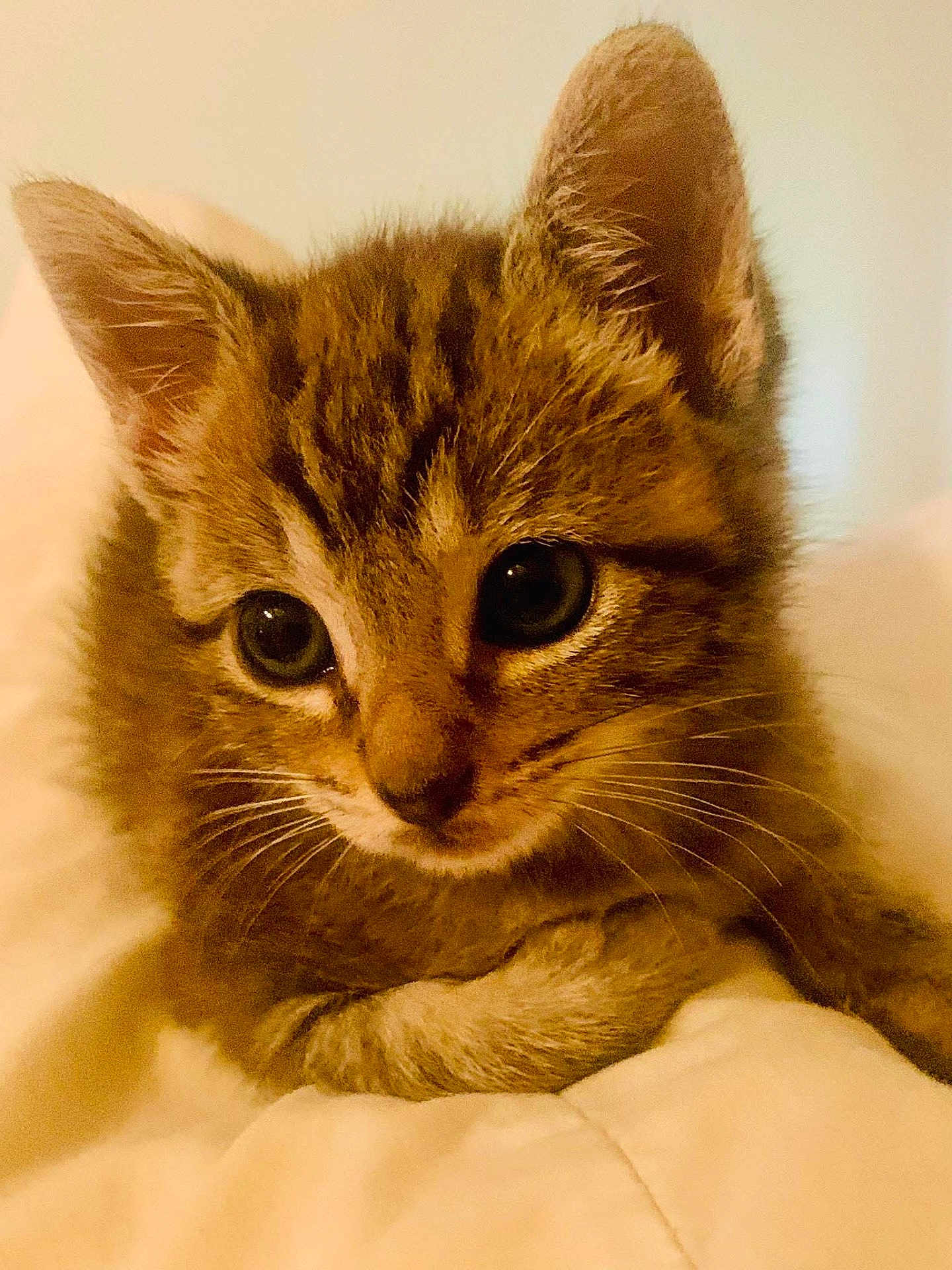 Mouse joined the competition — help win amazing prizes! kitten, cat, tabby, close_up, cute, pet, feline, animal, whiskers, ears, eyes, fur, bed, blanket, indoor, young, small, adorable, resting, soft