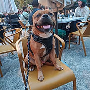 Goten a rejoint le concours — aidez-le/la à gagner de superbes lots ! dog, staffy, smiling_dog, leash, harness, chair, cafe, outdoor_seating, table, umbrella, people, glassware, pavement, greenery, social_scene, pet_friendly, evening, happy, portrait, public_space