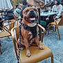 dog, staffy, smiling_dog, leash, harness, chair, cafe, outdoor_seating, table, umbrella, people, glassware, pavement, greenery, social_scene, pet_friendly, evening, happy, portrait, public_space