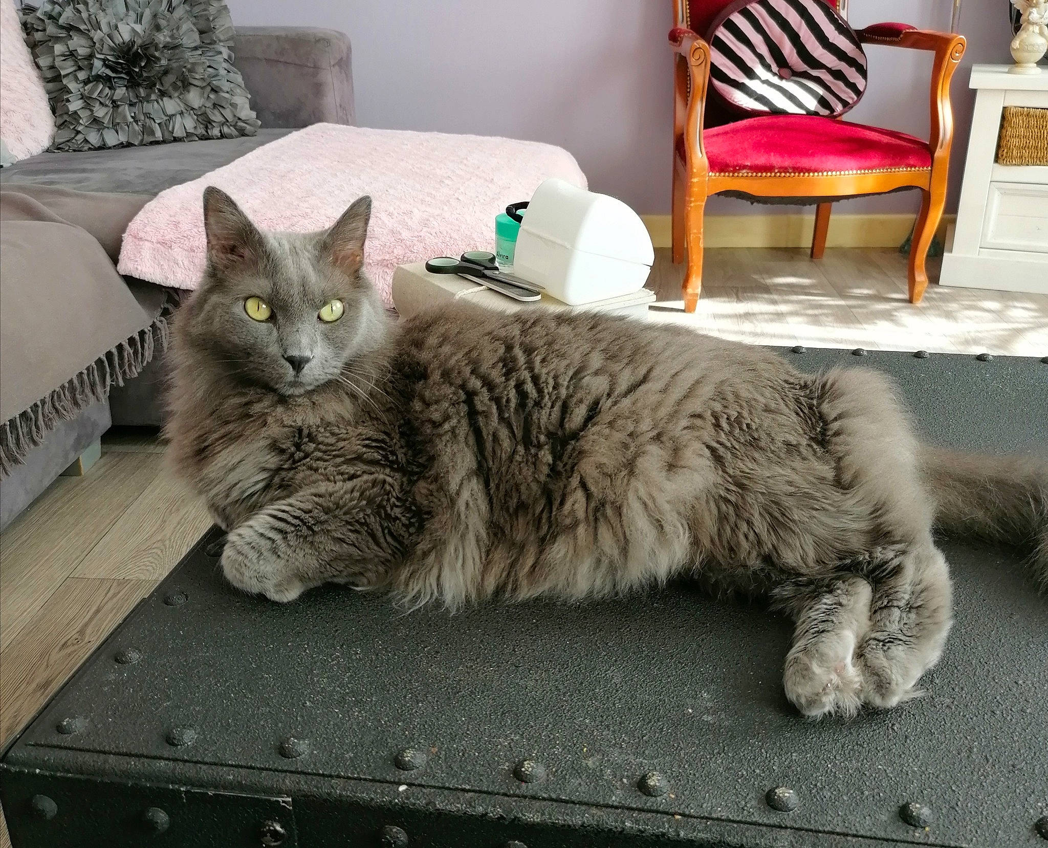 Moye participe au concours pour gagner de l'argent avec cette photo : carnivore, cat, chair, comfort, couch, domestic_short_haired_cat, felidae, flooring, fur, furniture, grey, living_room, paw, picture_frame, pillow, room, small_to_medium_sized_cats, tail, throw_pillow, whiskers