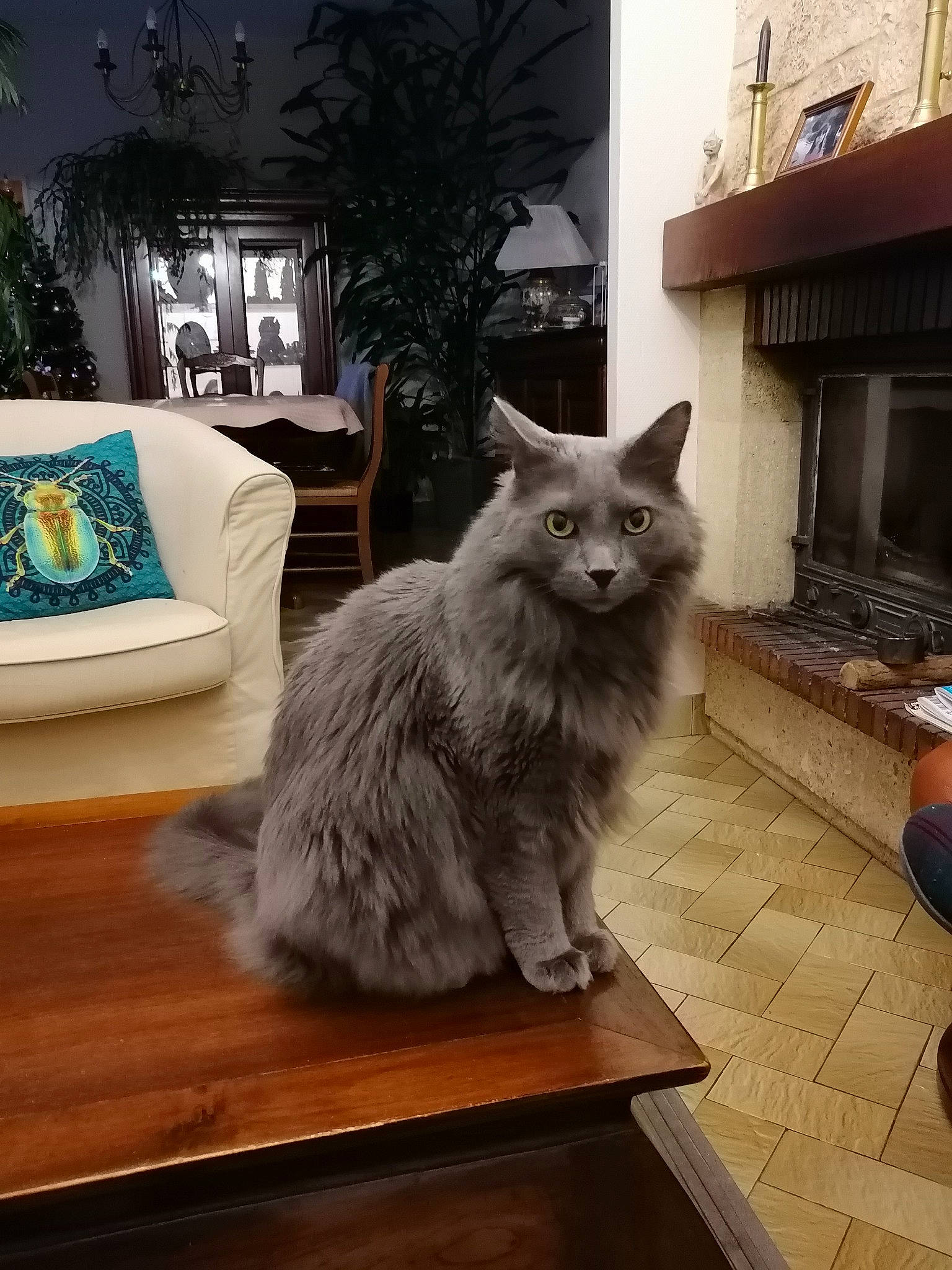 Moye a rejoint le concours — aidez-le/la à gagner de superbes lots ! carnivore, cat, comfort, couch, domestic_short_haired_cat, felidae, floor, flooring, grey, hardwood, houseplant, picture_frame, plant, small_to_medium_sized_cats, table, tail, tree, whiskers, window, wood