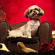 Nina participe au concours pour gagner de l'argent avec cette photo : animal, armchair, decorative, dog, dramatic_lighting, fashion, furniture, golden_shoes, groomed, indoor, long_fur, pet, portrait, red_background, roses, royal, shih_tzu, sitting, small_dog, still_life