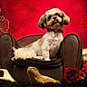 animal, armchair, decorative, dog, dramatic_lighting, fashion, furniture, golden_shoes, groomed, indoor, long_fur, pet, portrait, red_background, roses, royal, shih_tzu, sitting, small_dog, still_life