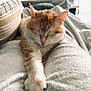 cat, ginger_cat, sleeping, paw, blanket, cozy, indoor, couch, pillow, fur, pet, relaxation, nap_time, domestic_animal, whiskers, closed_eyes, soft_texture, living_room, comfort, portrait