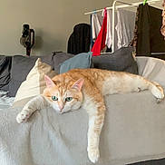Manu participe au concours pour gagner de l'argent avec cette photo : blanket, cat, clothes, couch, domestic_animal, fur, ginger_cat, green_eyes, home, indoor, laundry_rack, living_room, lounging, orange_cat, pet, pillow, portrait, relaxed, sofa, stretching