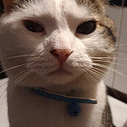 Snoupy participe au concours pour gagner de l'argent avec cette photo : aegean_cat, american_shorthair, american_wirehair, asian, carnivore, cat, domestic_short_haired_cat, european_shorthair, felidae, kitten, mammal, munchkin, nose, ojos_azules, small_to_medium_sized_cats, snout, tabby_cat, turkish_van, whiskers