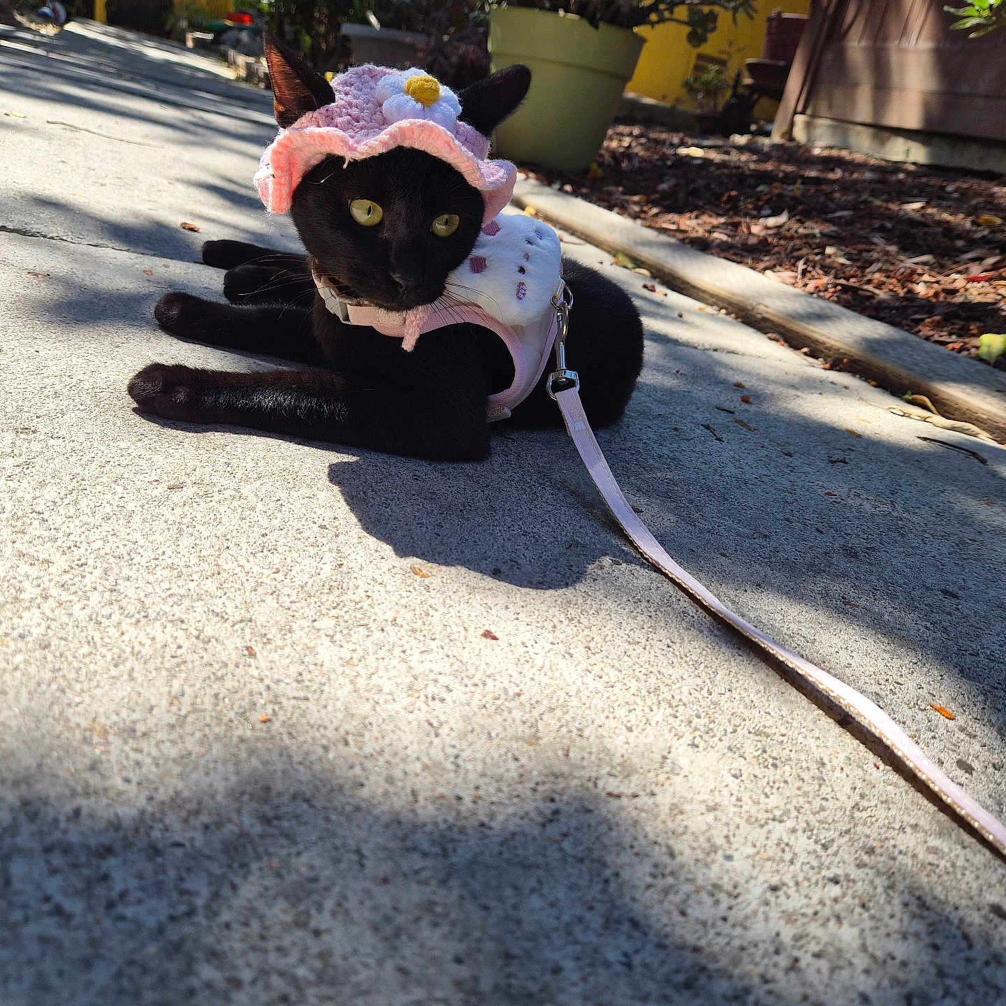Panther Luna joined the competition — help win amazing prizes! animal, black_cat, building, cat, curious, cute, domestic_cat, flower, harness, leash, outdoor, pet, pink_hat, plant_pot, resting, shadow, sidewalk, summer, sunlight, yellow_eyes