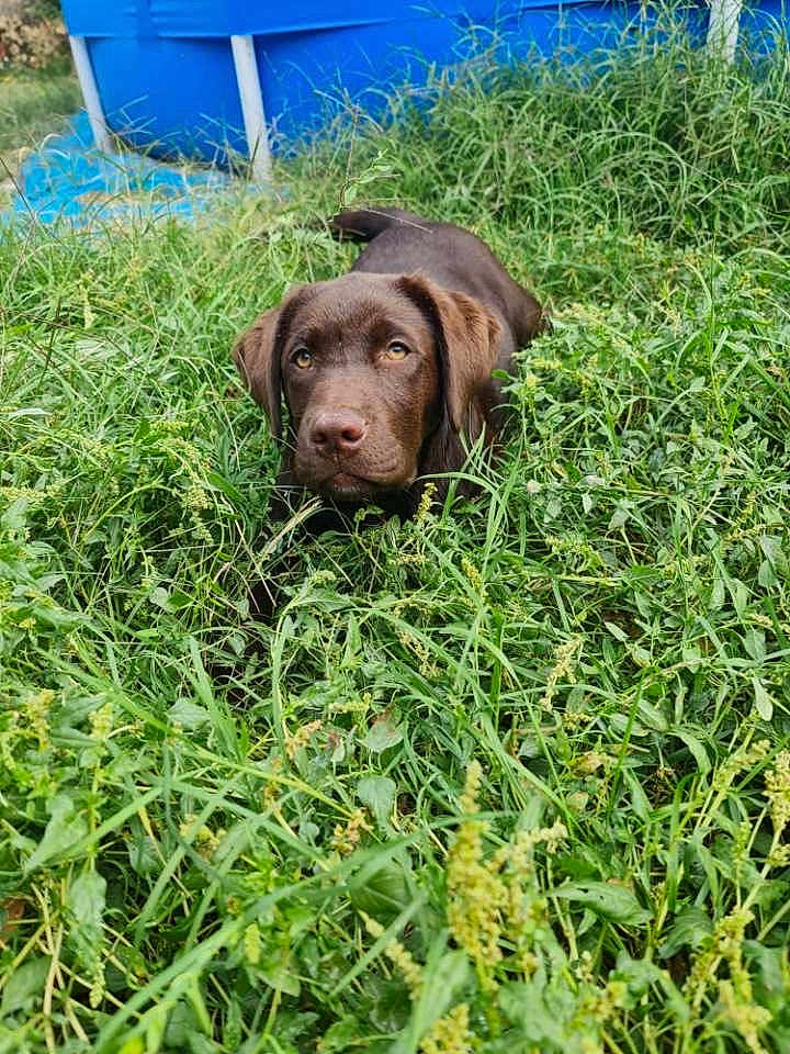 Koba participe au concours pour gagner de l'argent avec cette photo : animal, background, blue_object, chocolate_labrador, curious, dog, ears, eyes, field, fur, grass, greenery, lying_down, nature, outdoor, pet, playful, puppy, snout, young_dog