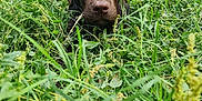 Koba participe au concours pour gagner de l'argent avec cette photo : animal, blue, chocolate_labrador, closeup, curious, dog, ears, eyes, face, fence, grass, greenery, nature, outdoor, pet, playful, puppy, snout, summer, young