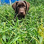 animal, blue, chocolate_labrador, closeup, curious, dog, ears, eyes, face, fence, grass, greenery, nature, outdoor, pet, playful, puppy, snout, summer, young