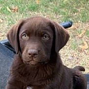 Koba participe au concours pour gagner de l'argent avec cette photo : adorable, animal, brown, chair, chocolate_labrador, companion, cute, dog, ears, eyes, face, fur, grass, nature, outdoor, pet, playful, puppy, resting, young