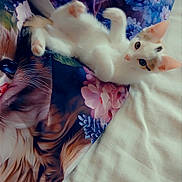 Aissy participe au concours pour gagner de l'argent avec cette photo : animal_print, artistic, bed, blanket, blue_eyes, cat, colorful, cute, ears, fabric, floral_pattern, indoor, kitten, patches, paws, playful, resting, soft_texture, whiskers, white_fur