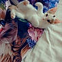 animal_print, artistic, bed, blanket, blue_eyes, cat, colorful, cute, ears, fabric, floral_pattern, indoor, kitten, patches, paws, playful, resting, soft_texture, whiskers, white_fur