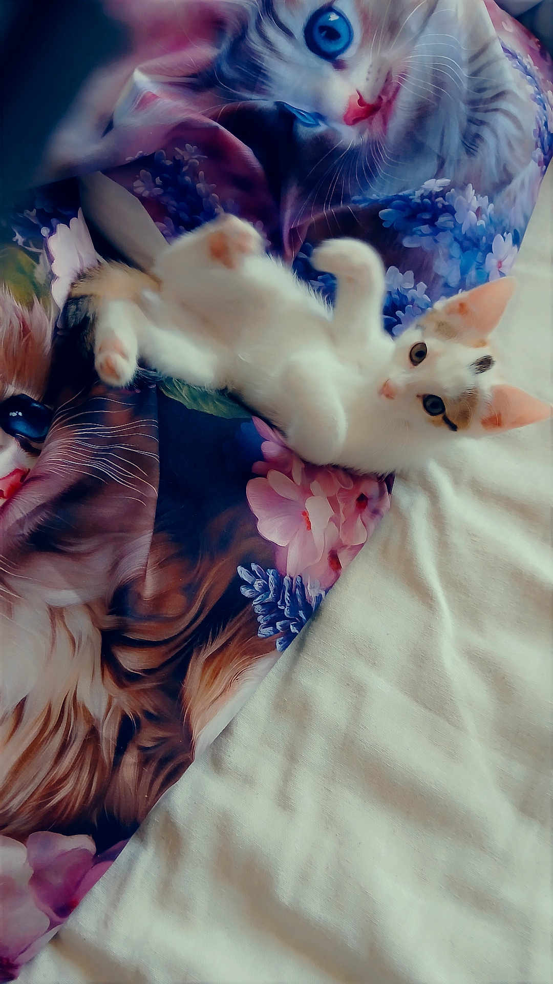 Aissy participe au concours pour gagner de l'argent avec cette photo : animal_print, artistic, bed, blanket, blue_eyes, cat, colorful, cute, ears, fabric, floral_pattern, indoor, kitten, patches, paws, playful, resting, soft_texture, whiskers, white_fur