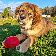 Rocket a rejoint le concours — aidez-le/la à gagner de superbes lots ! puppy, dog, grass, red_ball, outdoor, sunlight, playful, cute, fluffy, animal, pet, nature, greenery, young_dog, summer, field, relaxed, adorable, canine, sunny