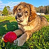 puppy, dog, grass, red_ball, outdoor, sunlight, playful, cute, fluffy, animal, pet, nature, greenery, young_dog, summer, field, relaxed, adorable, canine, sunny